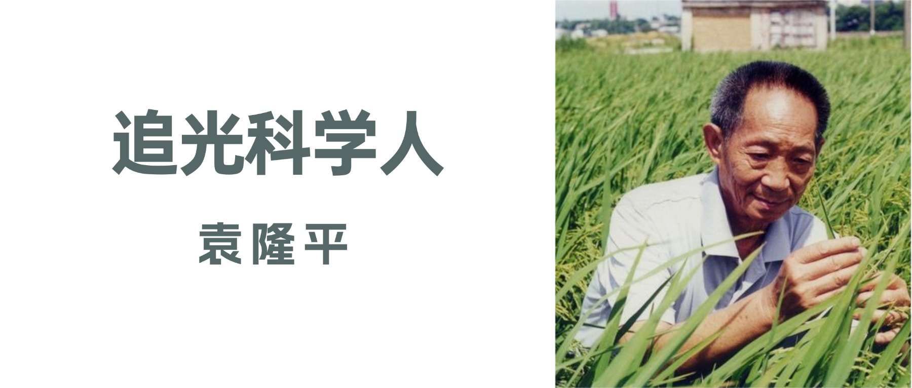 追光科学人｜袁隆平：他在稻田里，走了九十年