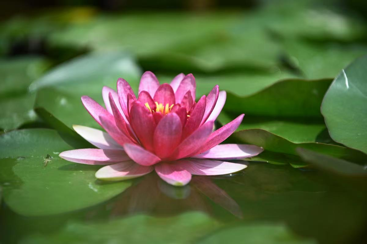 一片芦荡十里荷花，自然湿地的四季之美